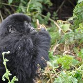  Juvenile Gorilla (Congo)